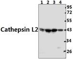 Cathepsin V Antibody in Western Blot (WB)