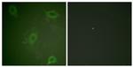 Phospho-Amyloid Precursor Protein (Thr743) Antibody in Immunocytochemistry (ICC/IF)