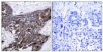 Phospho-Connexin 43 (Ser368) Antibody in Immunohistochemistry (Paraffin) (IHC (P))