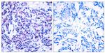 Phospho-JunD (Ser255) Antibody in Immunohistochemistry (Paraffin) (IHC (P))