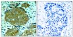 Phospho-NFkB p105 (Ser932) Antibody in Immunohistochemistry (Paraffin) (IHC (P))