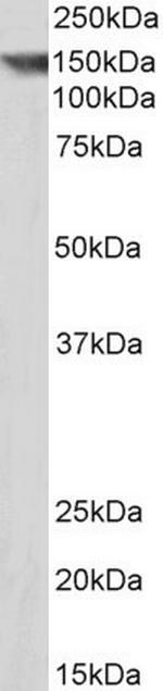 Contactin 1 Antibody in Western Blot (WB)