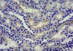 SGLT1 Antibody in Immunohistochemistry (Paraffin) (IHC (P))