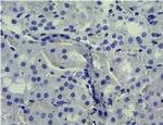 SGLT1 Antibody in Immunohistochemistry (Paraffin) (IHC (P))