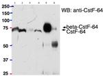 CSTF2 Antibody in Immunoprecipitation (IP)