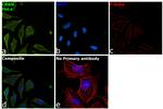 CRBN Antibody in Immunocytochemistry (ICC/IF)