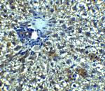 betatrophin Antibody in Immunohistochemistry (Paraffin) (IHC (P))