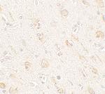 AMIGO1 Antibody in Immunohistochemistry (Paraffin) (IHC (P))