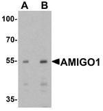 AMIGO1 Antibody in Western Blot (WB)