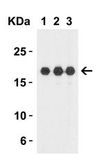 IL1F10 Antibody in Western Blot (WB)