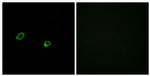 OR10AG1 Antibody in Immunocytochemistry (ICC/IF)