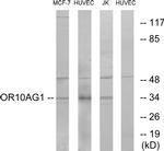 OR10AG1 Antibody in Western Blot (WB)