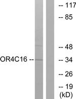 OR4C16 Antibody in Western Blot (WB)