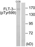 Phospho-FLT3 (Tyr599) Antibody in Western Blot (WB)