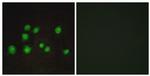 ELOA2 Antibody in Immunocytochemistry (ICC/IF)