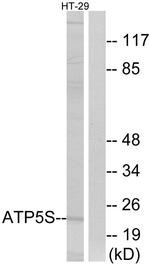 ATP5S Antibody in Western Blot (WB)