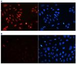 H4K20me3 Antibody in Immunocytochemistry (ICC/IF)