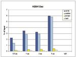 H2BK12ac Antibody in ChIP Assay (ChIP)