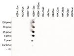 H2BK15ac Antibody