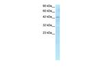 RBPJ Antibody in Western Blot (WB)