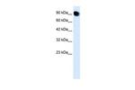 THRAP5 Antibody in Western Blot (WB)