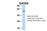 GATA6 Antibody in Western Blot (WB)