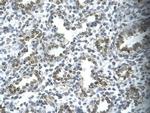 SPT5 Antibody in Immunohistochemistry (Paraffin) (IHC (P))