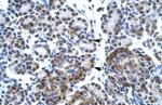 SPT5 Antibody in Immunohistochemistry (Paraffin) (IHC (P))