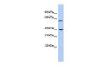 TRIM26 Antibody in Western Blot (WB)