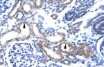 ZFAND6 Antibody in Immunohistochemistry (IHC)