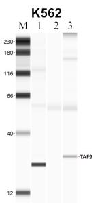 TAF9 Antibody in RNA Immunoprecipitation (RIP)