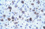 KCNIP4 Antibody in Immunohistochemistry (IHC)