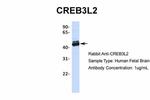 CREB3L2 Antibody in Western Blot (WB)