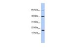 ATOH7 Antibody in Western Blot (WB)