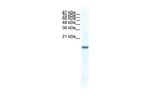 FERD3L Antibody in Western Blot (WB)