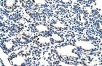 NRF1 Antibody in Immunohistochemistry (IHC)