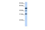 ATF1 Antibody in Western Blot (WB)