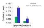 BRD4 Antibody in ChIP Assay (CHIP)