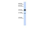 OVOL2 Antibody in Western Blot (WB)