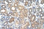 HSPBAP1 Antibody in Immunohistochemistry (IHC)