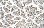 GTPBP9 Antibody in Immunohistochemistry (Paraffin) (IHC (P))