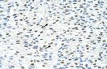 MATR3 Antibody in Immunohistochemistry (Paraffin) (IHC (P))