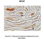 MFAP4 Antibody in Immunohistochemistry (IHC)