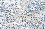 SEMG1 Antibody in Immunohistochemistry (Paraffin) (IHC (P))