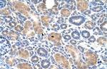 AIP2 Antibody in Immunohistochemistry (Paraffin) (IHC (P))