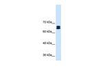 SLC9A9 Antibody in Western Blot (WB)