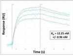 PLD3 Antibody in Surface plasmon resonance (SPR)