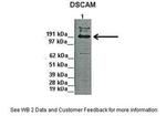 DSCAM Antibody in Western Blot (WB)