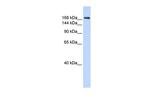 CNTNAP1 Antibody in Western Blot (WB)