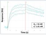 TDO2 Antibody in Surface plasmon resonance (SPR)